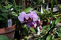 Orto Botanico_169